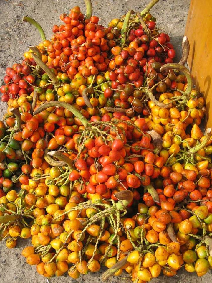 Racimos de chontaduro rojo, naranja y amarillo